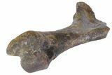 Hadrosaur (Hypacrosaur) Humerus - Montana #113401-2